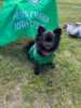 Supporterhund Leo